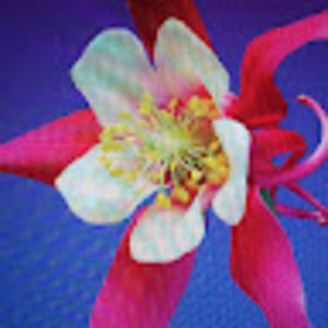 Meet your Posher, Allexus